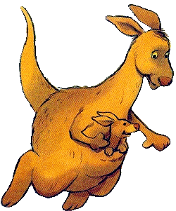 Kanguru tiere bilder
