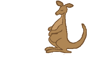 Kanguru tiere bilder
