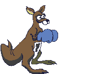 Kanguru tiere bilder