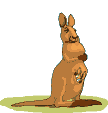 Kanguru tiere bilder