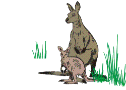 Kanguru tiere bilder