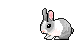 Kaninchen tiere bilder