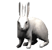 Kaninchen tiere bilder