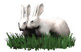 Kaninchen tiere bilder