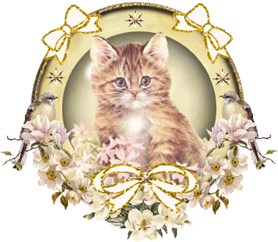 Katzen tiere bilder