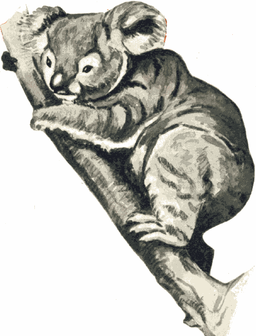 Koala tiere bilder