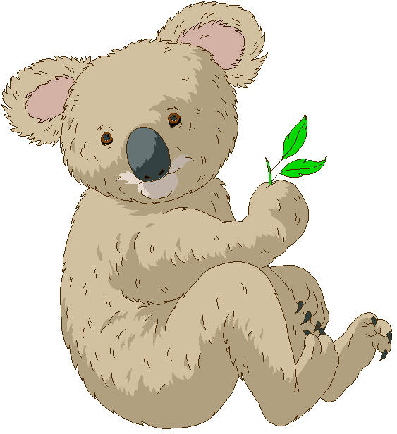 Koala