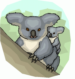 Koala