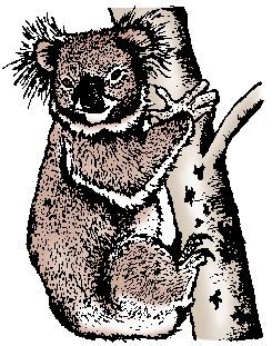 Koala tiere bilder