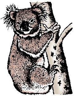 Koala