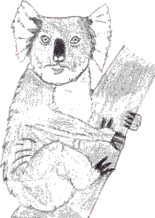 Koala tiere bilder