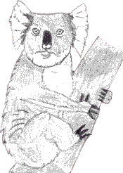 Koala