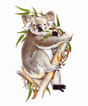 Koala tiere bilder