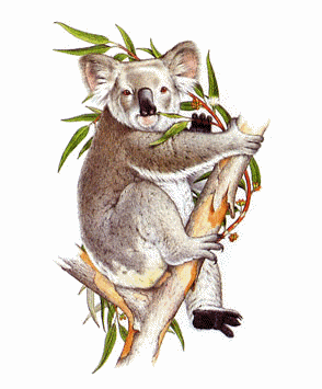 Koala