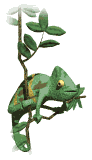 Leguan tiere bilder
