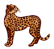 Leopard tiere bilder