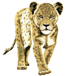 Leopard tiere bilder