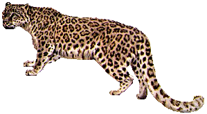 Leopard tiere bilder