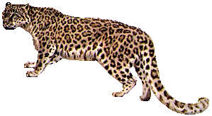 Leopard