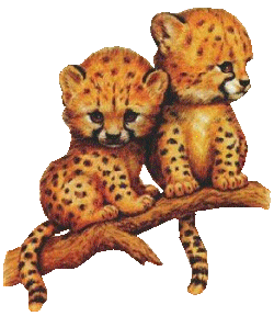 Leopard tiere bilder