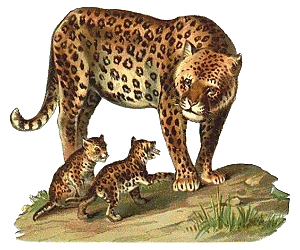 Leopard tiere bilder