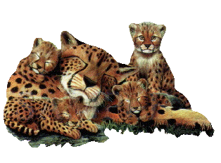 Leopard tiere bilder