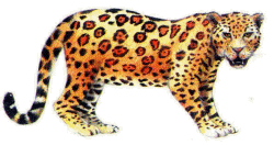 Leopard tiere bilder