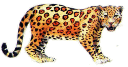 Leopard tiere bilder