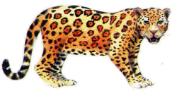 Leopard