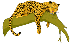 Leopard tiere bilder