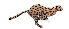 Leopard tiere bilder