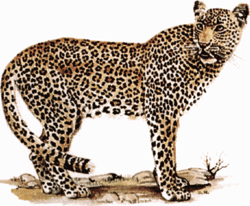 Leopard