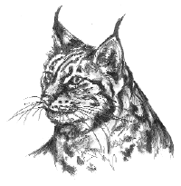 Luchs tiere bilder