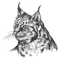 Luchs