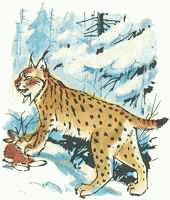 Luchs