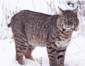 Luchs tiere bilder