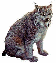 Luchs