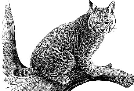 Luchs