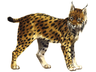 Luchs tiere bilder