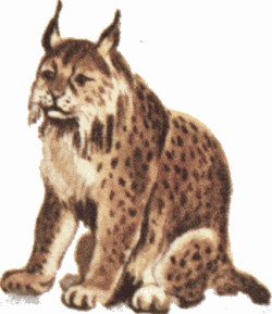 Luchs