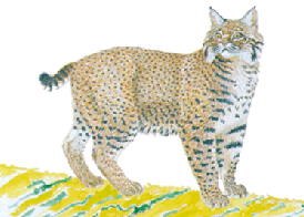 Luchs