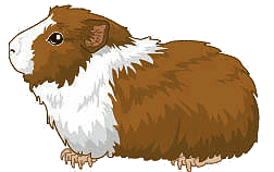 Meerschweinchen