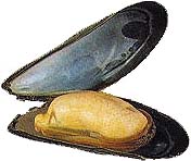 Miesmuscheln