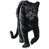 Panther