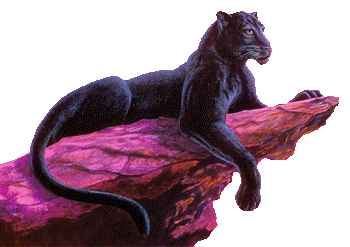 Panther tiere bilder