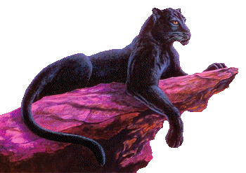 Panther tiere bilder