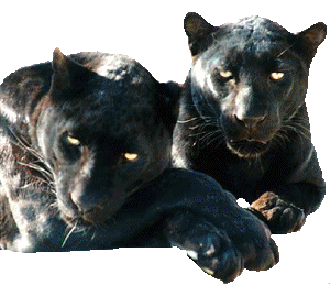 Panther tiere bilder
