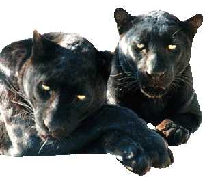 Panther tiere bilder