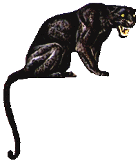 Panther tiere bilder