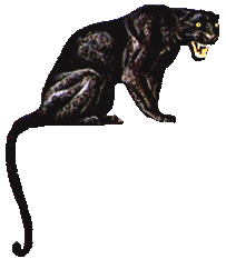 Panther tiere bilder